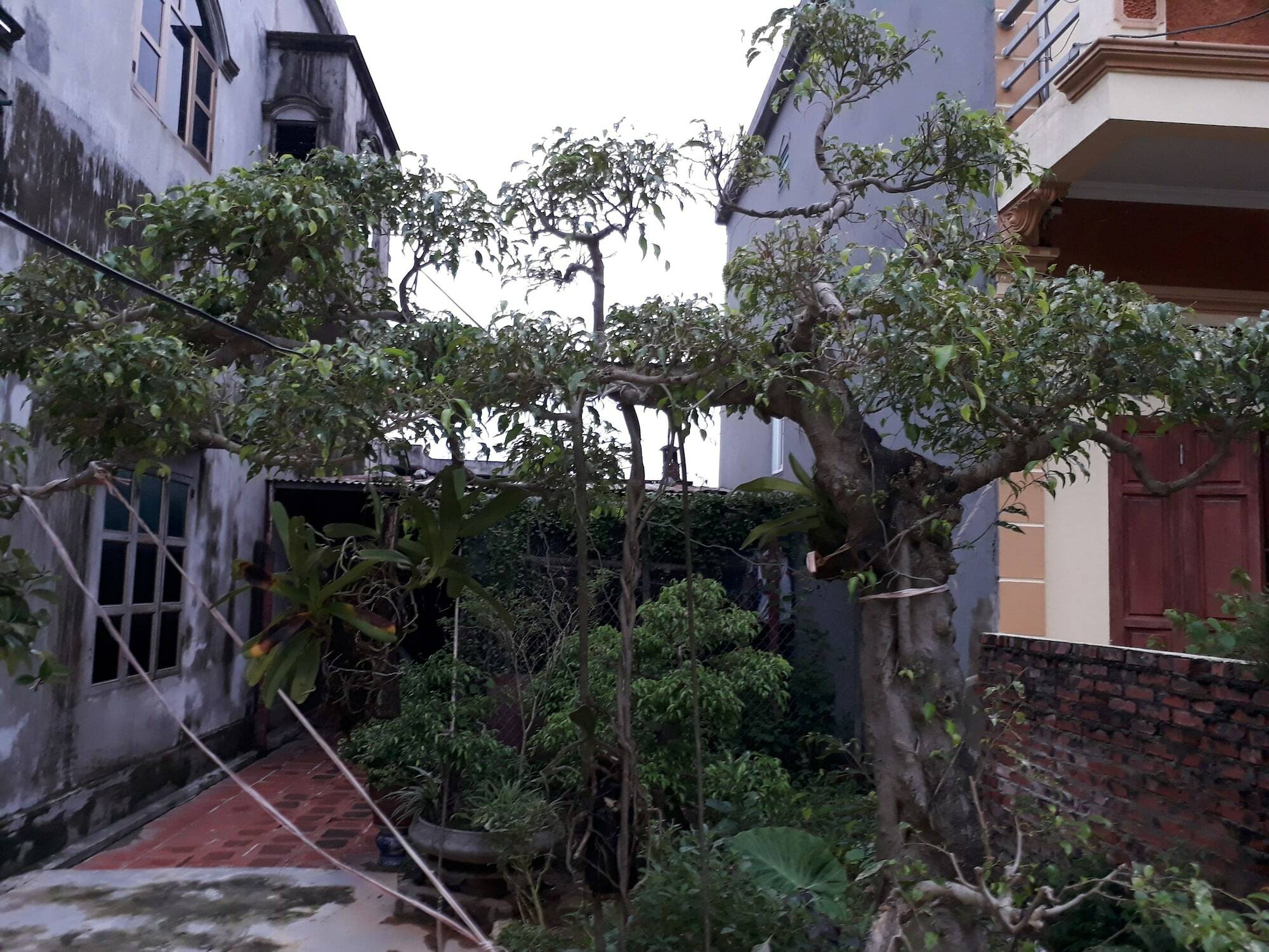 Tam Coc White Swan Homestay Ninh Binh Exterior foto